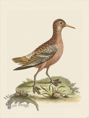 Edwards 142 Red Coot-footed Tringa